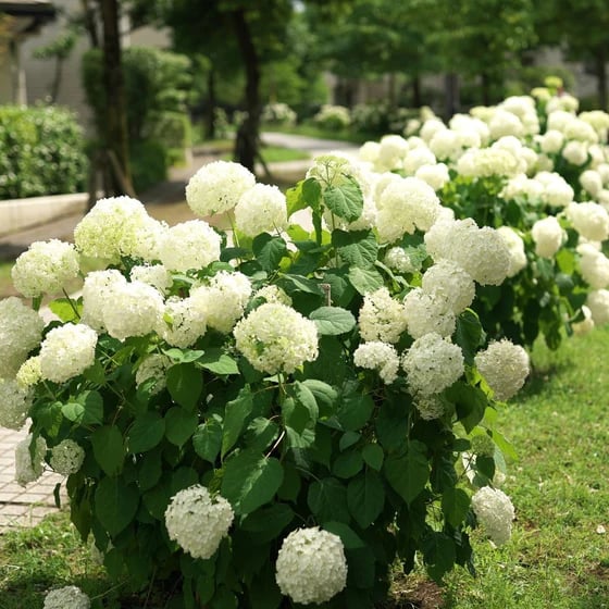 💥Outdoor Artificial Hydrangea Flowers💐